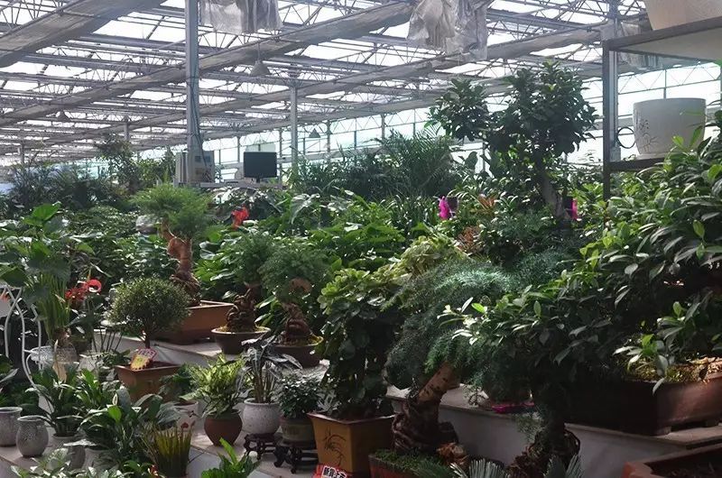 唐山花卉市场