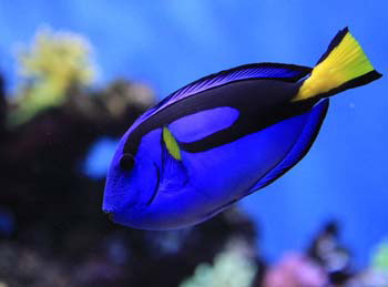 花卉市场饲养观赏鱼 花卉市场饲养观赏鱼