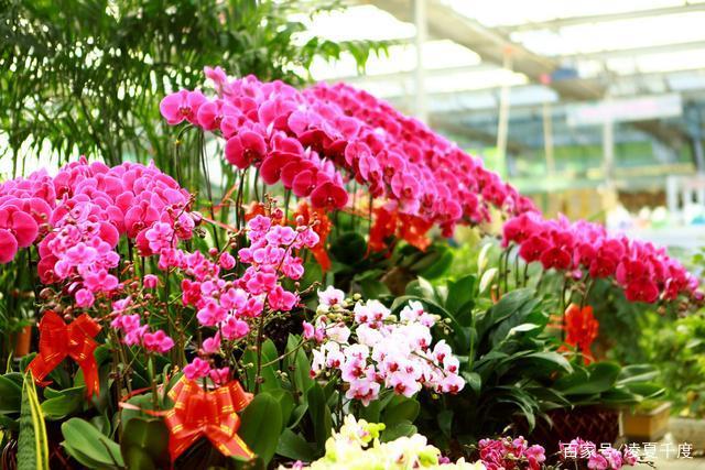 沧州多种多样开平花卉市场厂家