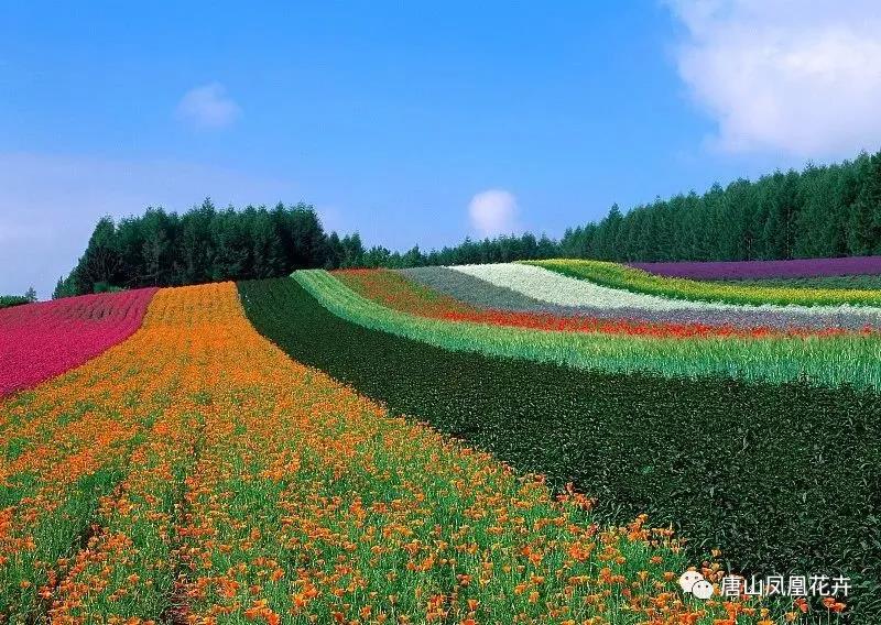 沧州品种齐全唐山花卉世界厂家