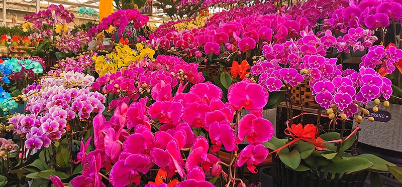 三门峡鲜花绿植区