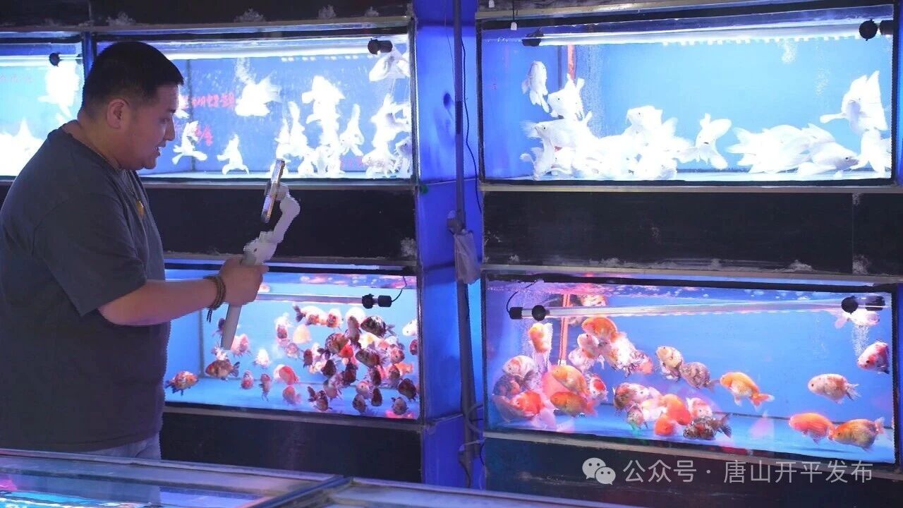 唐山凤凰花卉